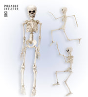 Scheletro Posabile Accessorio Halloween 50cm