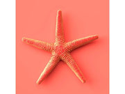 06790_1|8f0c6175886753753dbe70942659f592