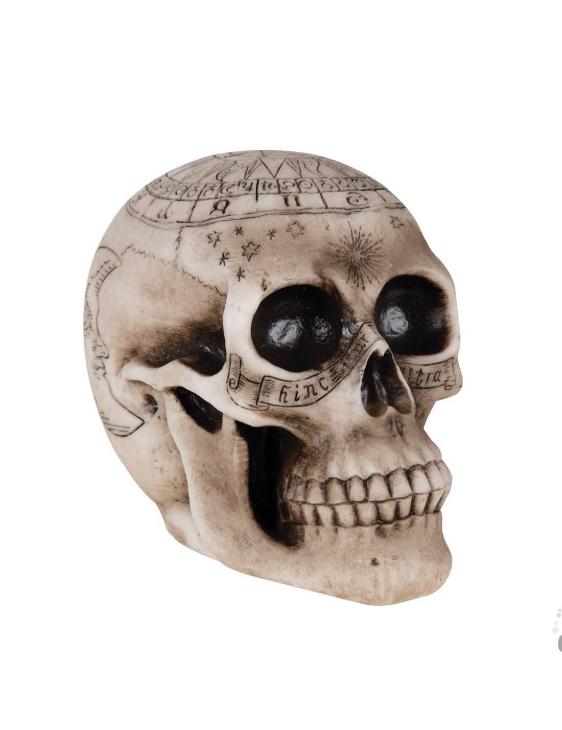 Decorazione Di Halloween Teschio Con Incisioni