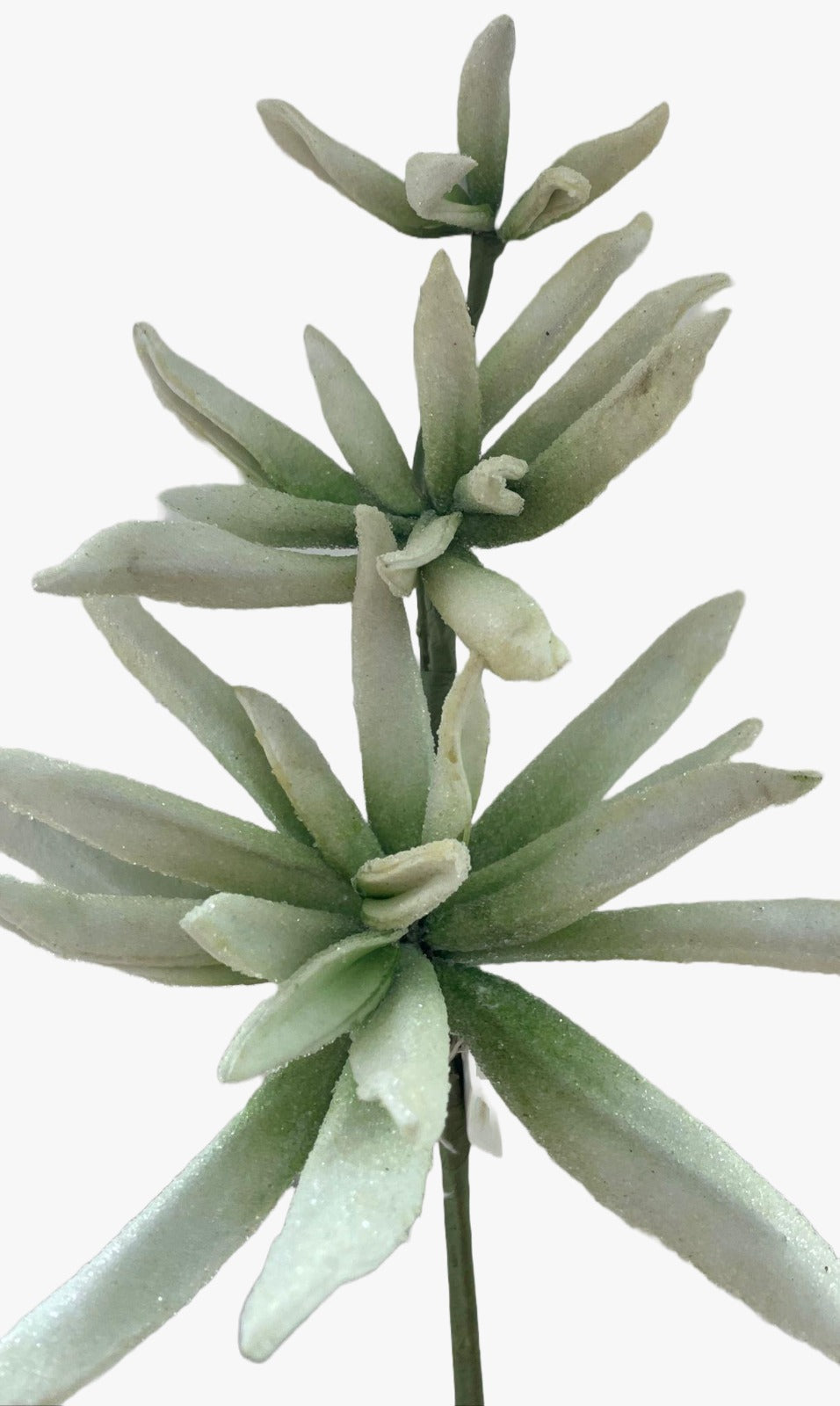 12617_1|622e99254a5538bb1934315229bf6454