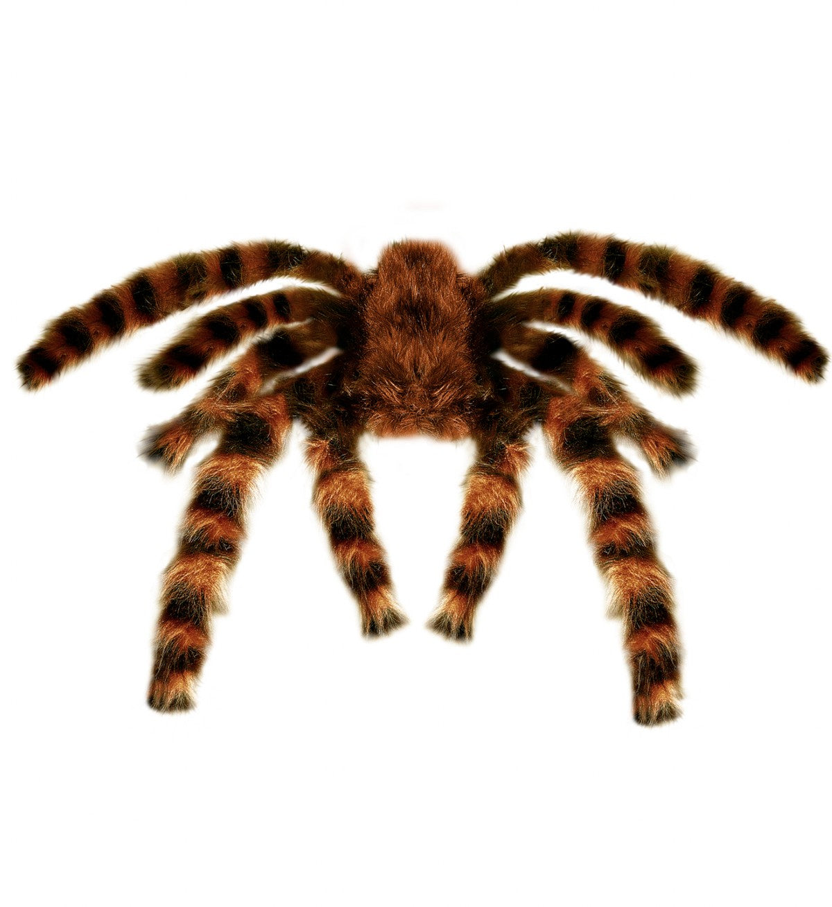 Tarantola Pelosa Gigante Modellabile 65cm Accessorio Halloween