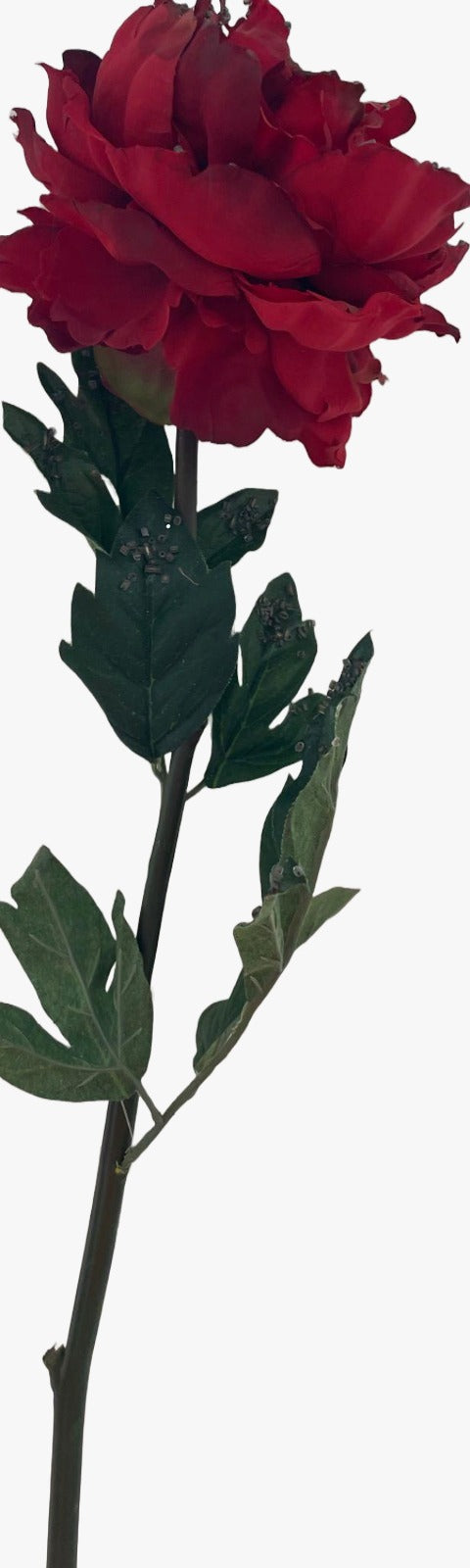 31560_1|e5502353b5325294c4cbdcb5a06efebd